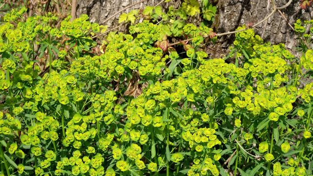 Flowering spurge by tree trunk