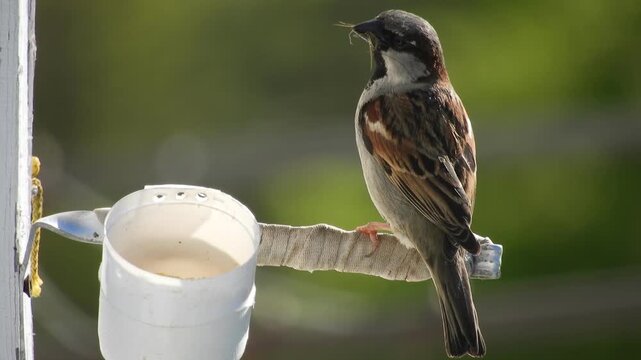 A wild bird, a house sparrow (male), brought an insect in its beak to feed its chicks on a sunny spring morning