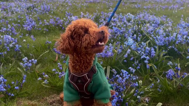 Brown toy poodle dog wearing green sweater standing in field of blue scilla flowers. Cute pet walking in garden during spring season. Animal lifestyle, nature outdoor activity, canine concept.