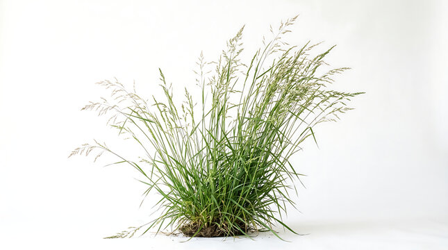 Green Tall Grass Plant Isolated on White Background