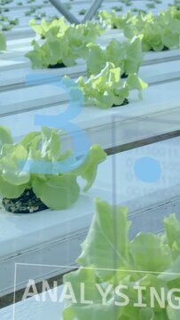 Vertical video: Camera scanning NFT lettuce rows, ANALYSING overlay sliding, tracking crop metrics