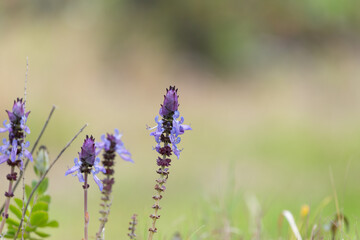 Fototapeta premium Lobster bush (plectranthus neochilus) flowers in bloom