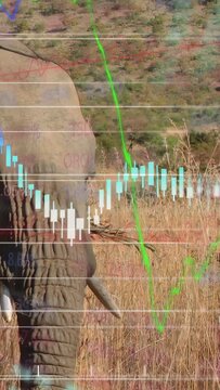 Vertical video: Chart pulsing, elephant moving right, trunk lowering to graze, lines showing trend