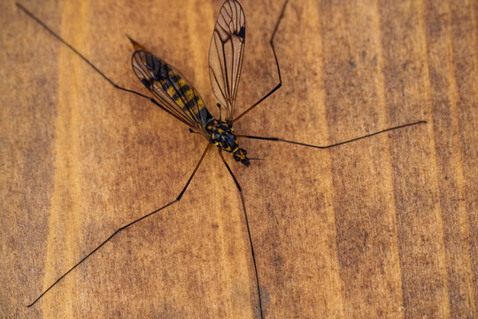 Closeup of wasp on wood. Highdetail shot of delicate wasp, nephrotoma crocata on aged wooden surface