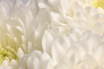 Naklejka premium Smoke Close-up selective soft focus cream white beige, yellow chrysanthemums; aster; Flower bud pestle; stamen Petals. Natural macro blur background