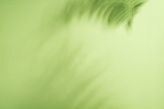 Abstract green background with gentle blur, evoking  palm leaves shadows