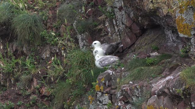A pair of northern fulmars, Arctic fulmars, or simply fulmars (Fulmarus glacialis) sitting on the rocks near the sea