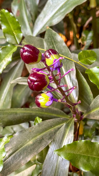 Dichorisandra thyrsiflora with shiny dark purple berries, lilac buds and open yellow flower on purple stem, representing plant life cycle, ideal for botany and biodiversity content.