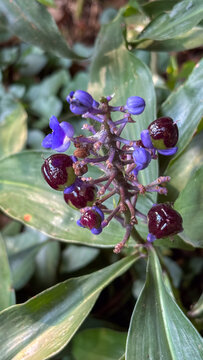 Dichorisandra thyrsiflora with shiny dark purple berries, lilac buds and open yellow flower on purple stem, representing plant life cycle, ideal for botany and biodiversity content.