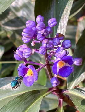 Dichorisandra thyrsiflora blue-purple flowers with metallic Euglossa bee pollinating, symbolizing biodiversity and ecological balance, ideal for sustainability and environmental campaigns.