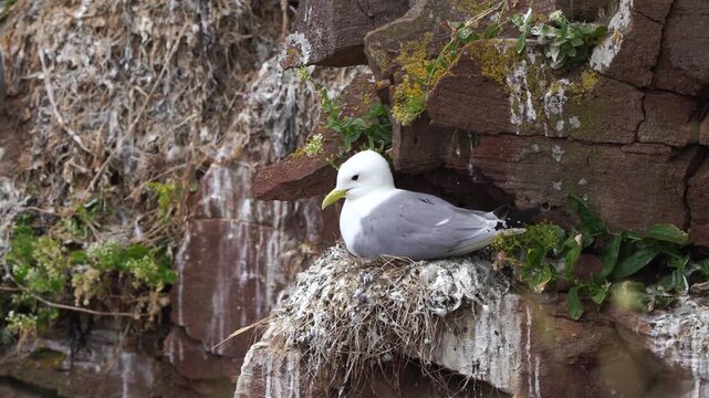 An adult black-legged kittiwake (Rissa tridactyla) sitting on its nest on the rocks in Scotland (Dunbar)