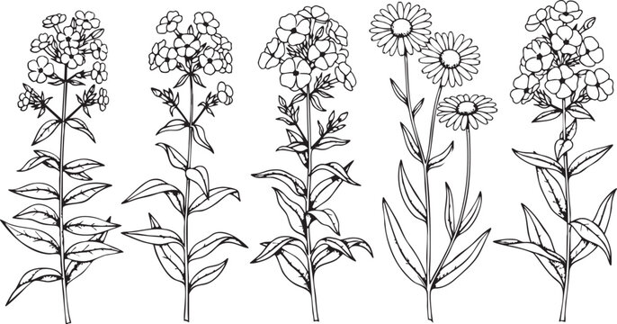 Botanical flowers illustration set featuring detailed hand drawn phlox and daisy plants isolated on a white background for creative design projects and graphic prints