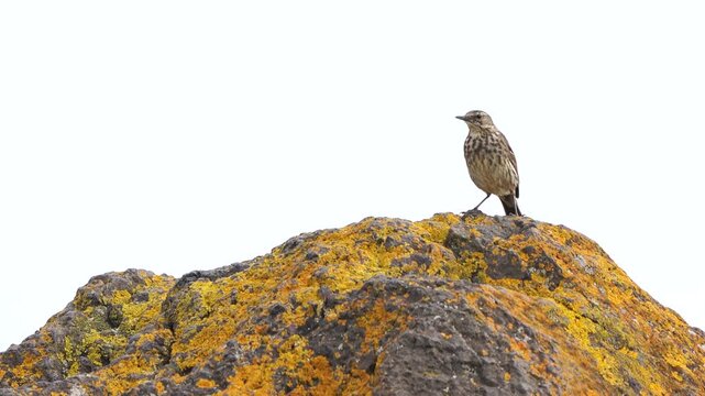 An adult European rock pipit (Anthus petrosus) sitting on the rocks near the sea