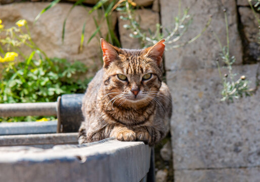 Greek relaxed tabby cat resting on stone ledge in rustic garden
