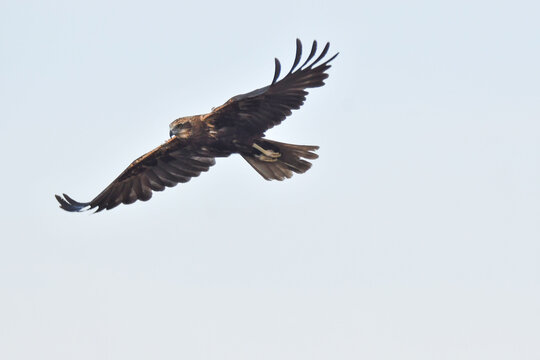Rohrweihe im Flug
