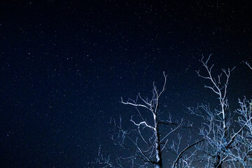 tree in the night © Anastasia