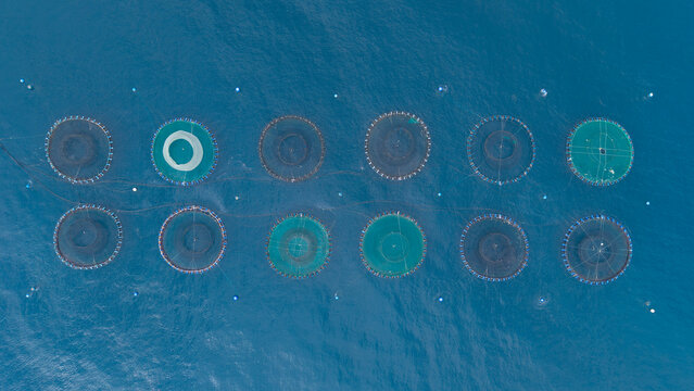 Aerial top-down view of a large commercial offshore aquaculture fish farm featuring twelve circular net cages arranged in rows on deep blue open sea water