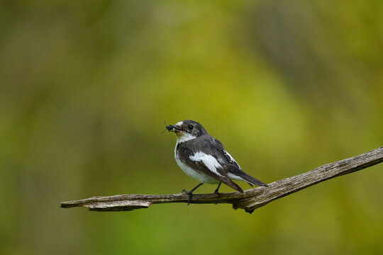 Trauerschn&auml;pper