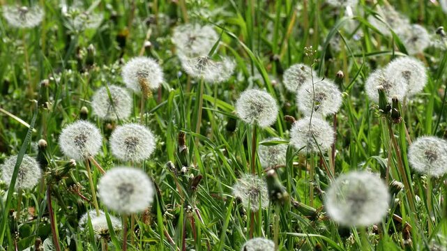 Meadow with dandelion seedheads