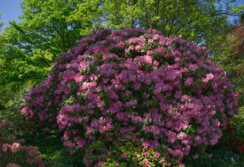 Obraz premium Large pink rhododendron bush blooming in a sunny garden