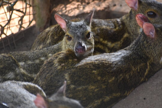 Sri Lankan spotted chevrotains (Moschiola meminna) in the Dehiwala Zoo (National Zoological Gardens of Sri Lanka, Dehiwala Zoological Gardens), Dehiwala, Sri Lanka.
