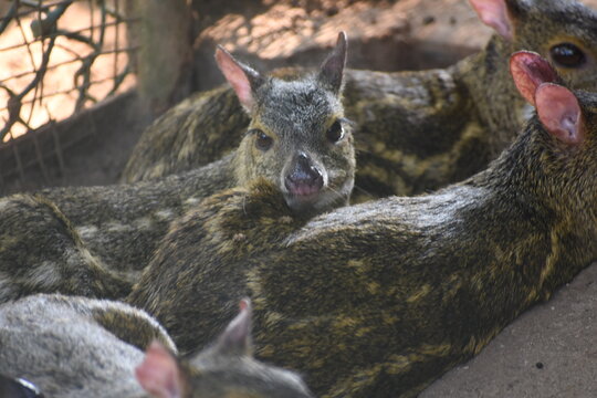 Sri Lankan spotted chevrotains (Moschiola meminna) in the Dehiwala Zoo (National Zoological Gardens of Sri Lanka, Dehiwala Zoological Gardens), Dehiwala, Sri Lanka.