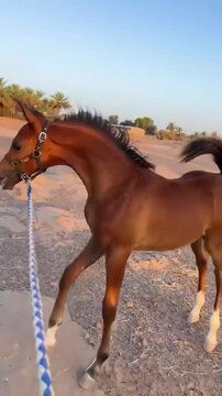 Foal Standing Proudly in Desert Landscape at Sunset.