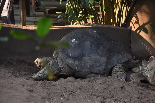 Gal&aacute;pagos giant tortoise (Chelonoidis niger) in the Dehiwala Zoo (National Zoological Gardens of Sri Lanka, Dehiwala Zoological Gardens), Dehiwala, Sri Lanka.