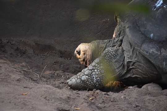 Gal&aacute;pagos giant tortoise (Chelonoidis niger) in the Dehiwala Zoo (National Zoological Gardens of Sri Lanka, Dehiwala Zoological Gardens), Dehiwala, Sri Lanka.