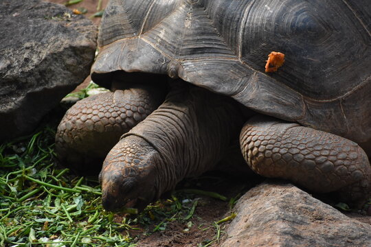 Gal&aacute;pagos giant tortoise (Chelonoidis niger) in the Dehiwala Zoo (National Zoological Gardens of Sri Lanka, Dehiwala Zoological Gardens), Dehiwala, Sri Lanka.