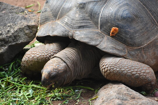 Gal&aacute;pagos giant tortoise (Chelonoidis niger) in the Dehiwala Zoo (National Zoological Gardens of Sri Lanka, Dehiwala Zoological Gardens), Dehiwala, Sri Lanka.