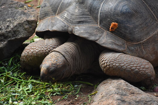 Gal&aacute;pagos giant tortoise (Chelonoidis niger) in the Dehiwala Zoo (National Zoological Gardens of Sri Lanka, Dehiwala Zoological Gardens), Dehiwala, Sri Lanka.