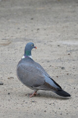 Fototapeta premium Common wood pigeon (Columba palumbus) standing on the ground.City birds, wild pigeon,fauna,wildlife protection.