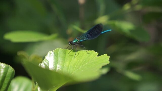 Blue Male Damselfly Close-Up in Natural Light