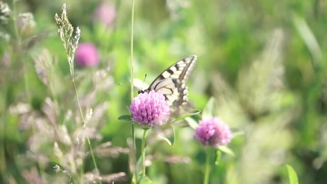 Pair of Eastern Tiger Swallowtails Feeding on Nectar