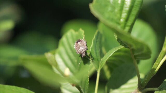 Brown Marmorated Stink Bug Macro Close-Up on Leaf