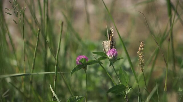 Pair of Eastern Tiger Swallowtails Feeding on Nectar