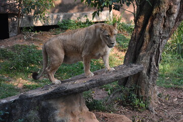 Fototapeta premium Lioness (Panthera leo, Female lion) in the Dehiwala Zoo (National Zoological Gardens of Sri Lanka, Dehiwala Zoological Gardens), Dehiwala, Sri Lanka.