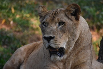 Fototapeta premium Lioness (Panthera leo, Female lion) in the Dehiwala Zoo (National Zoological Gardens of Sri Lanka, Dehiwala Zoological Gardens), Dehiwala, Sri Lanka.