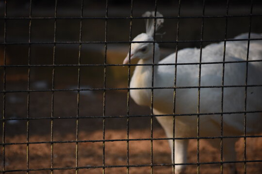 White Albino Peacocks ( Peafowl, Peahen, Pavo cristatus) in the Dehiwala Zoo (National Zoological Gardens of Sri Lanka, Dehiwala Zoological Gardens), Dehiwala, Sri Lanka.	
