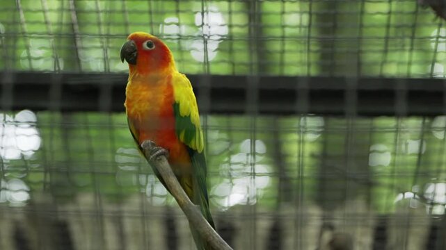 Bright tropical parrot perched on a wooden branch inside aviary enclosure. Metal mesh visible in background. Exotic bird in captivity. Vibrant feathers and wildlife beauty in controlled habitat.