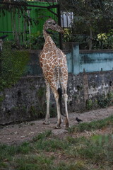 Giraffe (genus Giraffa) in the Dehiwala Zoo (National Zoological Gardens of Sri Lanka, Dehiwala Zoological Gardens), Dehiwala, Sri Lanka. © nuwangarajapaksha