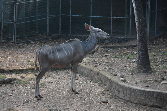 Greater kudu (Tragelaphus strepsiceros) in the Dehiwala Zoo (National Zoological Gardens of Sri Lanka, Dehiwala Zoological Gardens), Dehiwala, Sri Lanka.
