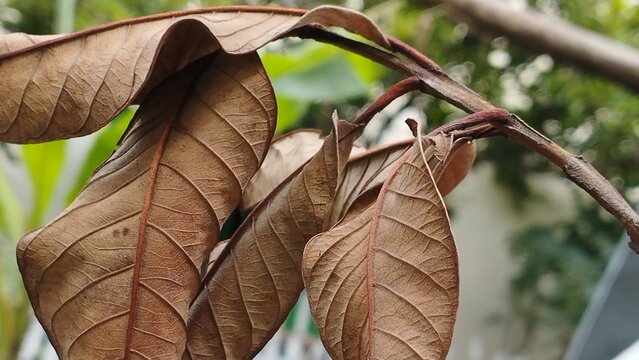 A close-up, detailed view of dry, brown, wilting leaves on a plant stem, showcasing the intricate textures and vein patterns of decaying foliage in natural light, a symbol of autumn 