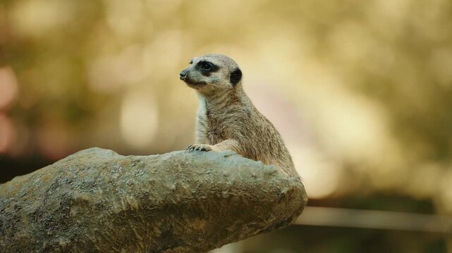 Side view of a mongoose sitting on a rock and looking into the distance. Warm golden background with soft blur. Alert wild animal behavior. Wildlife portrait in natural light.