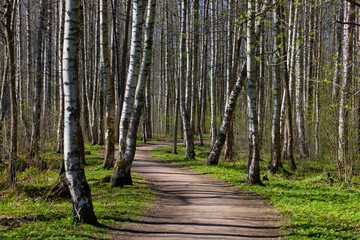 Obraz premium a path through a birch thicket in a spring park at sunset, fresh foliage, white tree trunks