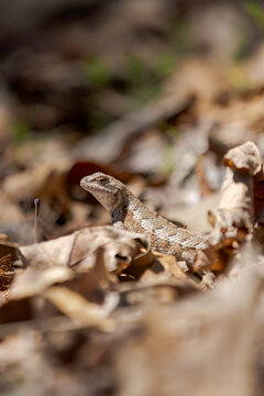 Prairie Lizard Amongst Forest Floor Leaves