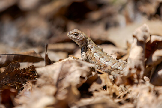 Prairie Lizard Amongst Forest Floor Leaves
