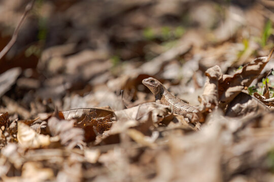 Prairie Lizard Amongst Forest Floor Leaves