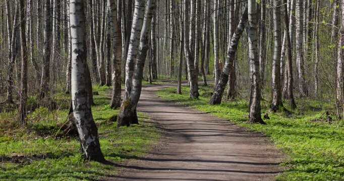 a path through a birch thicket in a spring park at sunset, fresh foliage, white tree trunks